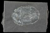 Pseudogygites Trilobite - Ontario #68335-1